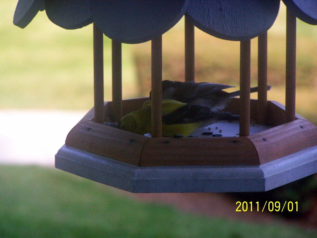 bird world